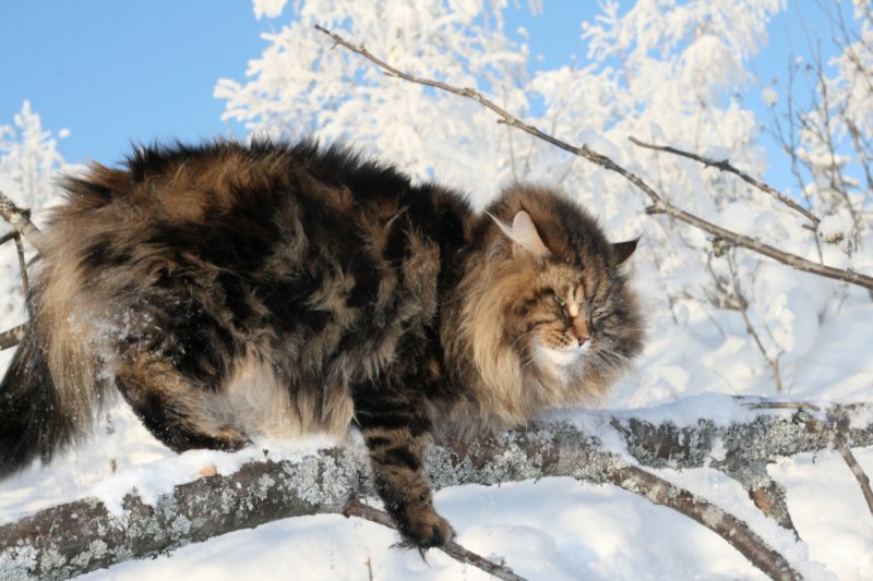 gicamurinesra6.jpg
