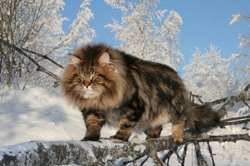 gicamurinesra60.jpg