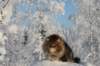 gicamurinesra63_small.jpg