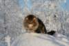 gicamurinesra64_small.jpg