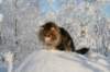 gicamurinesra65_small.jpg