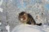 gicamurinesra67_small.jpg
