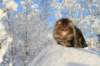 gicamurinesra71_small.jpg