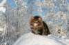 gicamurinesra74_small.jpg