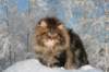 gicamurinesra77_small.jpg