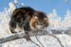 gicamurinesra7_small.jpg