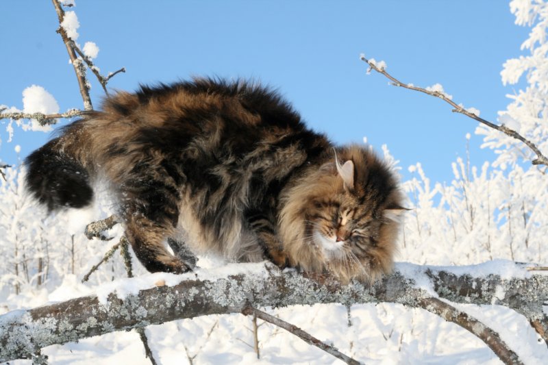 gicamurinesra8.jpg