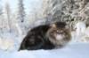 gicamurinesra82_small.jpg