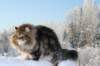 gicamurinesra85_small.jpg