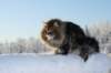 gicamurinesra88_small.jpg