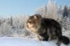 gicamurinesra89_small.jpg