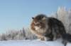 gicamurinesra91_small.jpg