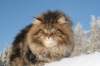 gicamurinesra92_small.jpg