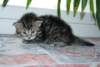Photo Number 4