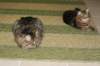 img_4362_small.jpg