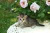ofiragirl40_small.jpg