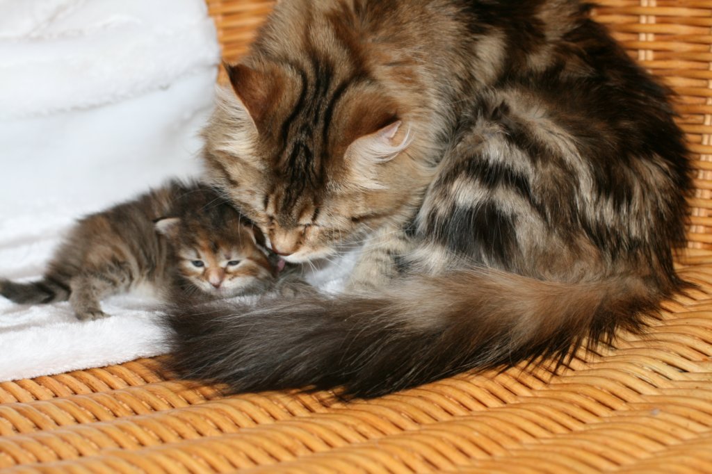 hannaandmelissamamma24.jpg