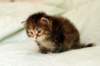 hannagirl14_small.jpg