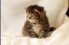 hannagirlf2311_small.jpg