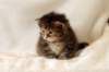 hannagirlf2312_small.jpg