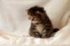hannagirlf2313_small.jpg
