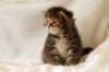 hannagirlf2317_small.jpg