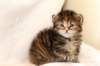 hannagirlf2321_small.jpg