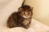 hannagirlf2323_small.jpg