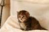 hannagirlf2324_small.jpg