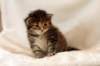 hannagirlf2325_small.jpg