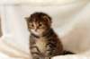hannagirlf2326_small.jpg