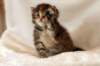 hannagirlf2327_small.jpg