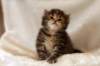hannagirlf2330_small.jpg