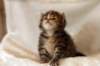 hannagirlf2331_small.jpg