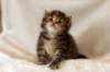 hannagirlf2332_small.jpg