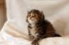 hannagirlf2333_small.jpg
