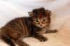 hannagirlf2335_small.jpg