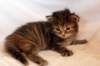hannagirlf2336_small.jpg