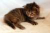 hannagirlf2337_small.jpg