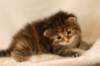 hannagirlf2339_small.jpg