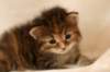 hannagirlf2340_small.jpg