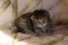 hannagirlf23hannaisaveryboldandplayfulkittenshehasbigpaws10_small.jpg