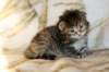 hannagirlf23hannaisaveryboldandplayfulkittenshehasbigpaws7_small.jpg