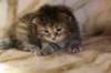 hannagirlf23hannaisaveryboldandplayfulkittenshehasbigpaws9_small.jpg