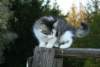 Photo Number 4