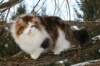gicfiamurinhooseasibn03222_small.jpg