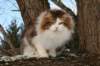 gicfiamurinhooseasibn03224_small.jpg