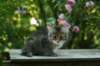 img_4078_small.jpg