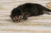img_9018_small.jpg