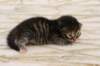 img_9033_small.jpg